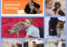 Домашний питомец